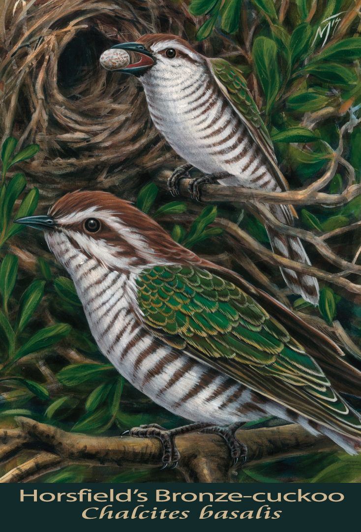 Horsfield's Bronze-cuckoo