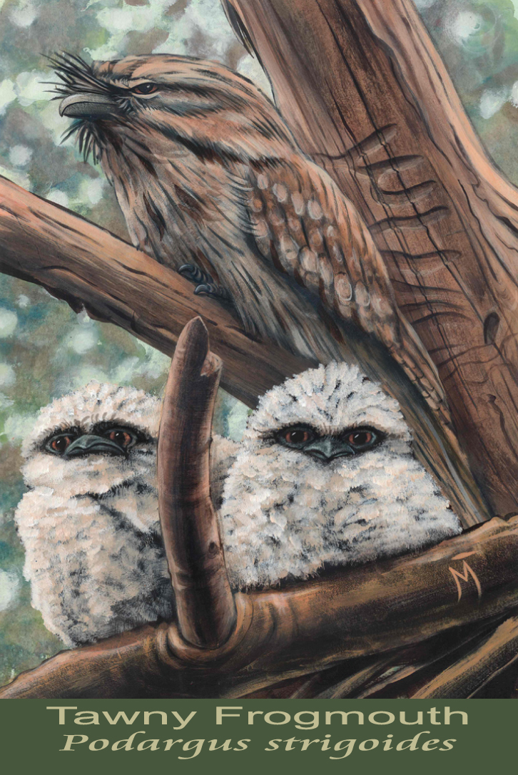 Tawny Frogmouth