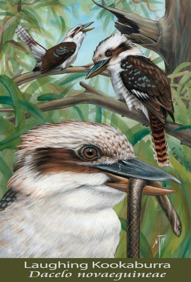 Laughing Kookaburra