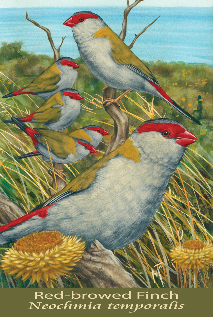 Red-browed Finch