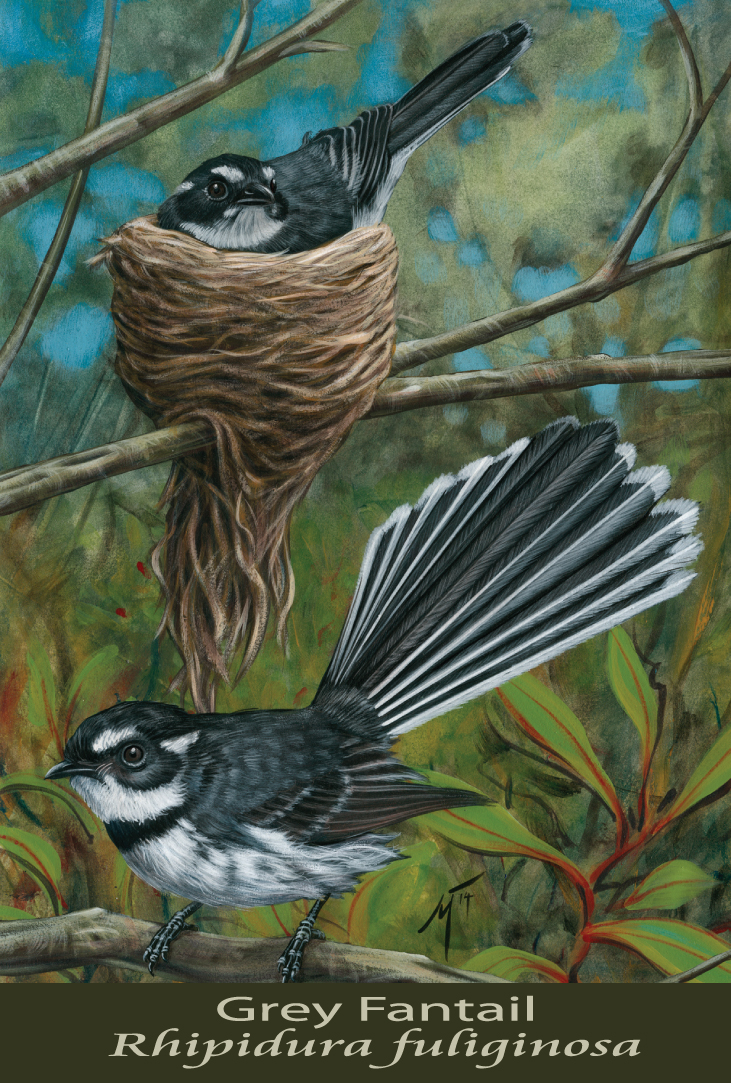 Grey Fantail