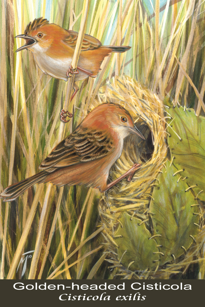 Golden-headed Cisticola