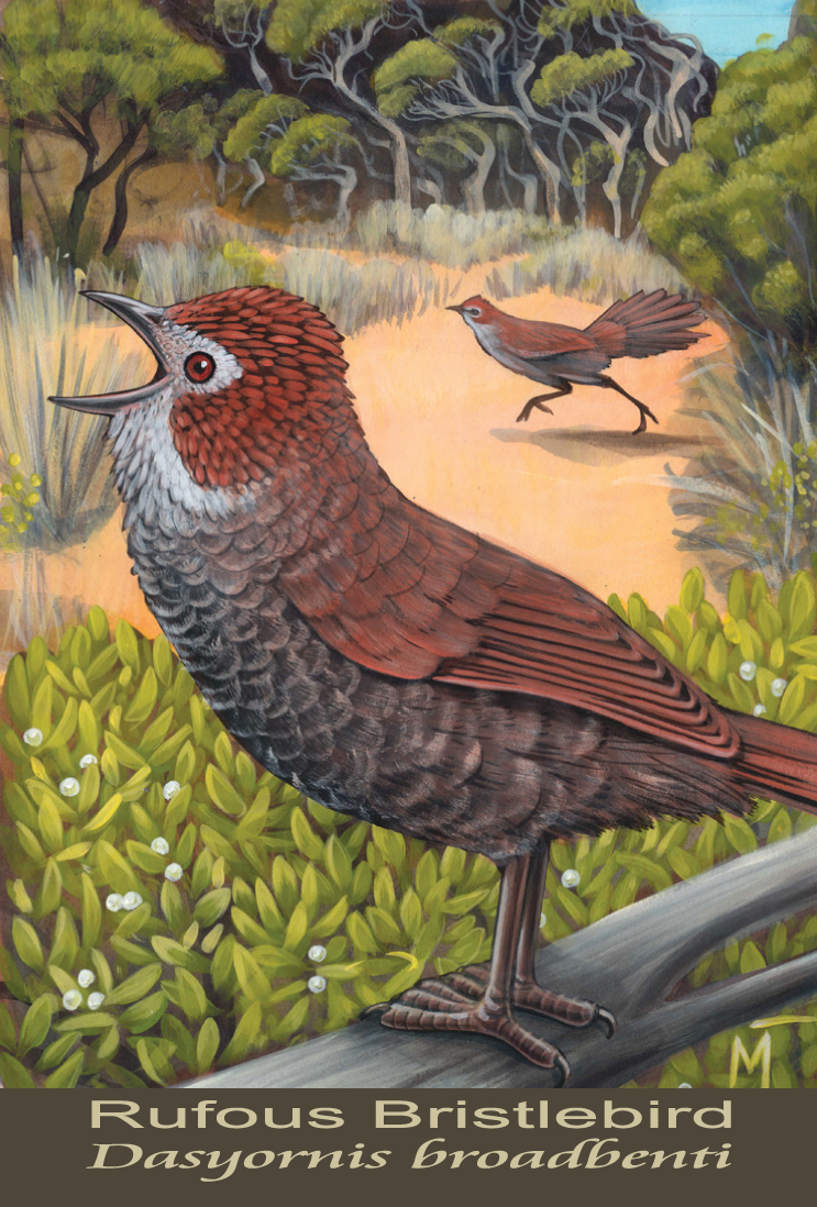 Rufous Bristlebird