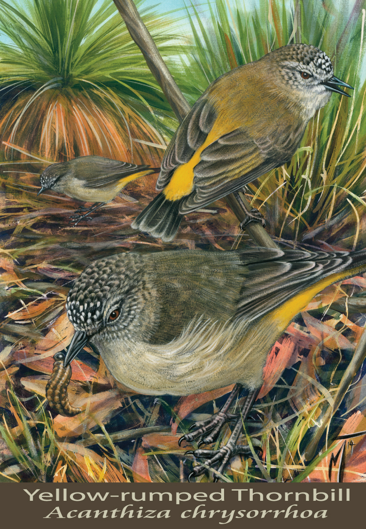 Yellow-rumped Thornbill