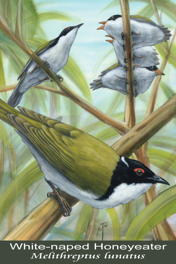 White-naped Honeyeater