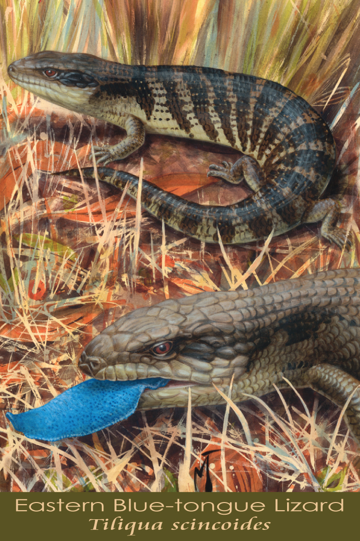 Eastern Blue-tongue Lizard