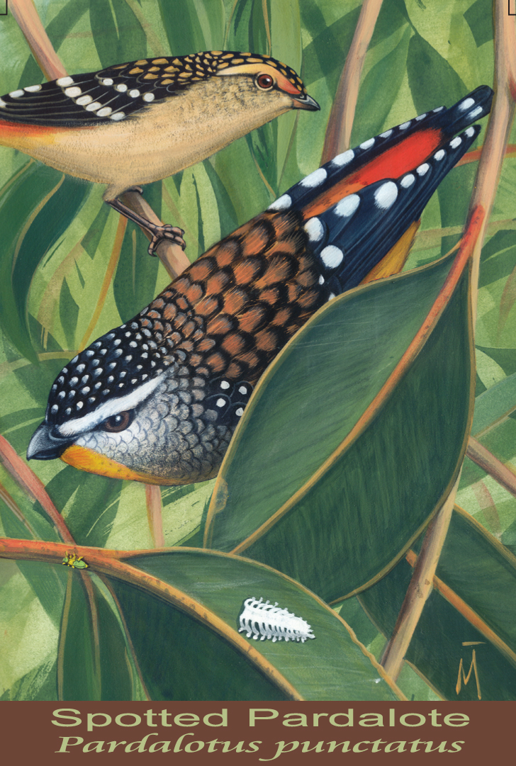 Spotted Pardalote