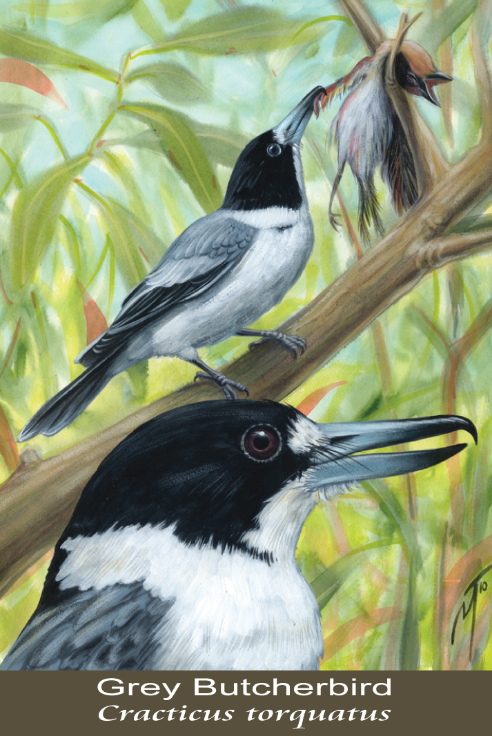 Grey Butcherbird