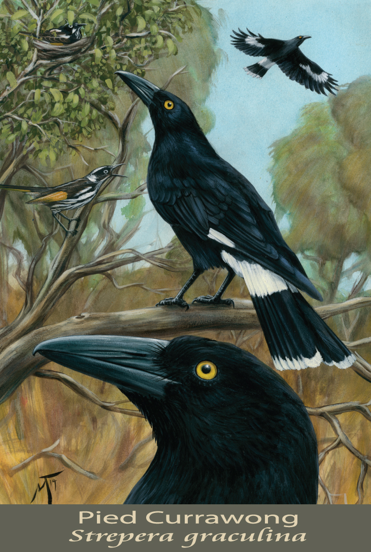 Pied Currawong