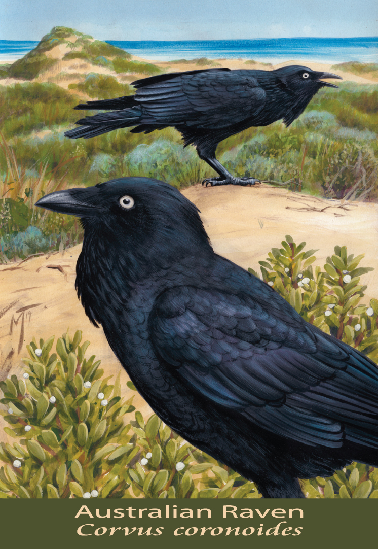 Australian Raven