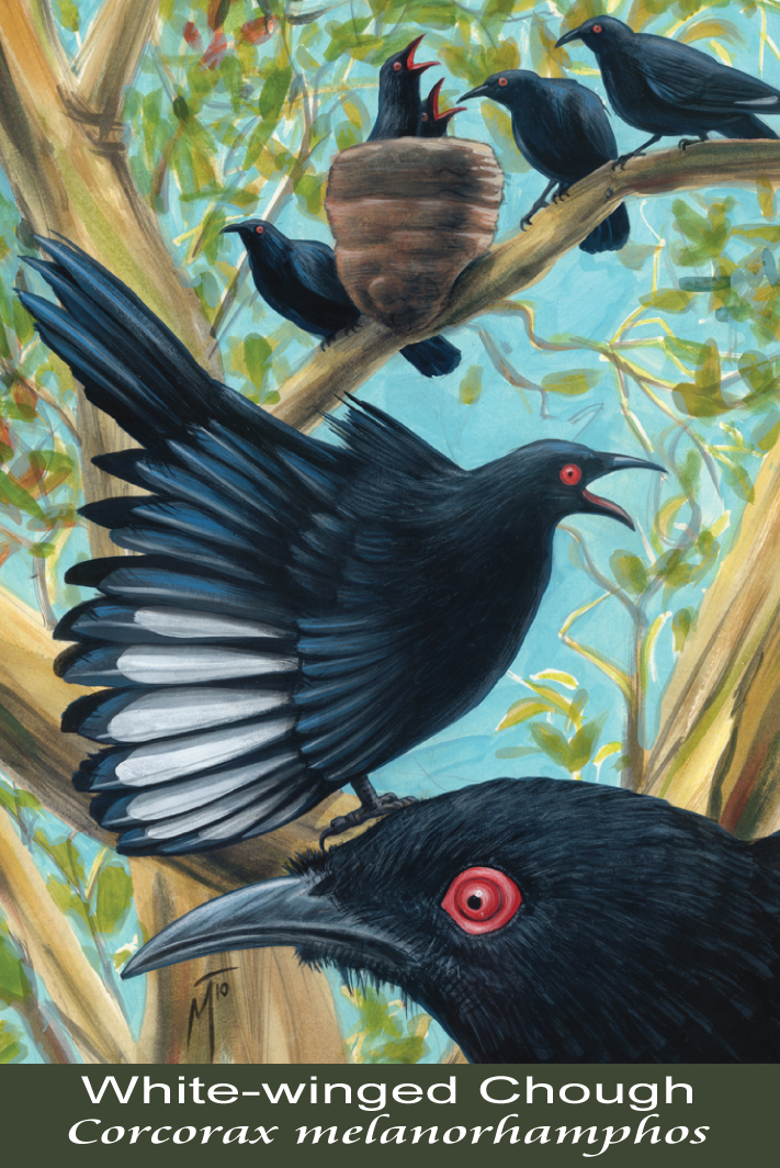 White-winged Chough