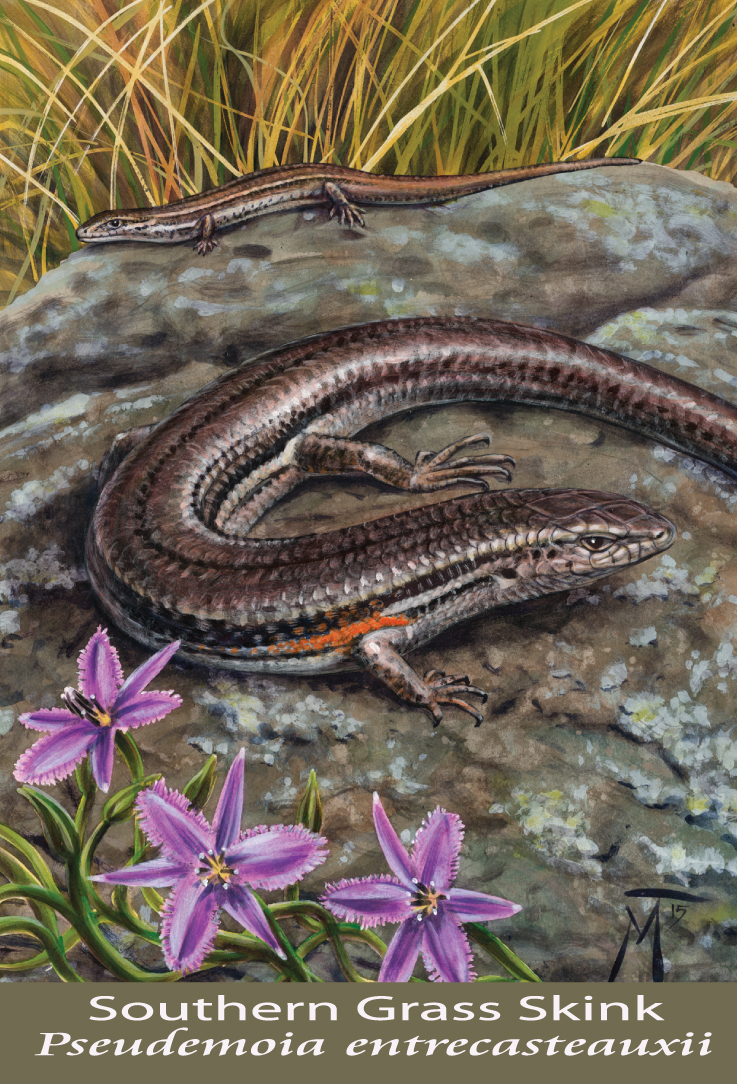 Southern Grass Skink