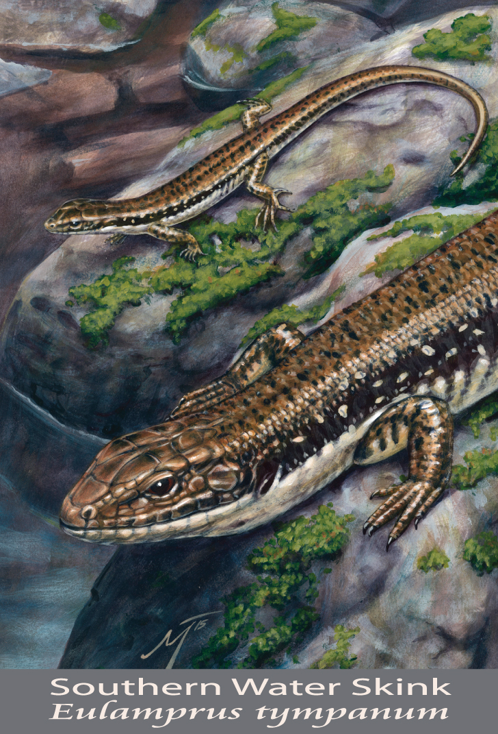 Southern Water Skink