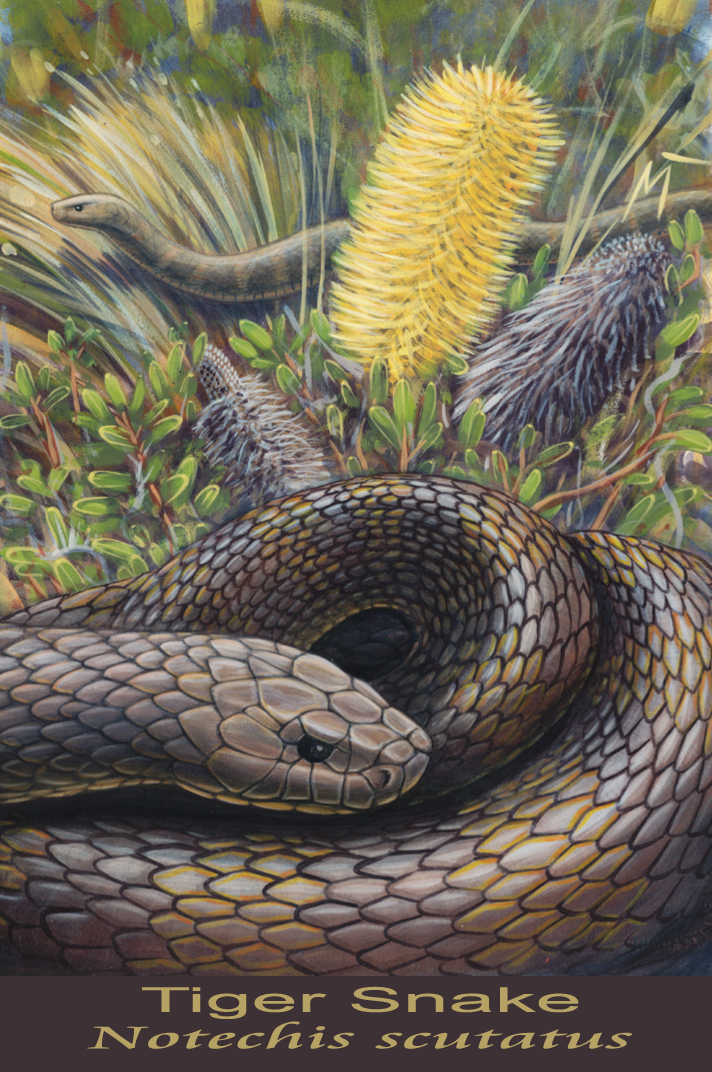 Tiger Snake