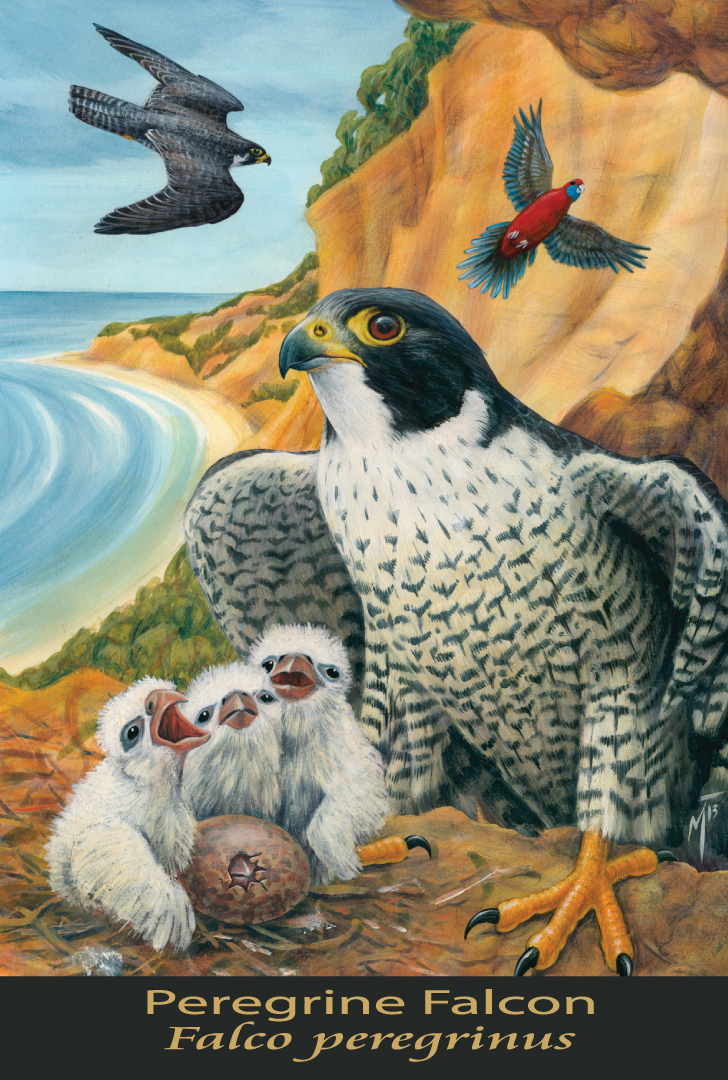 Peregrine Falcon