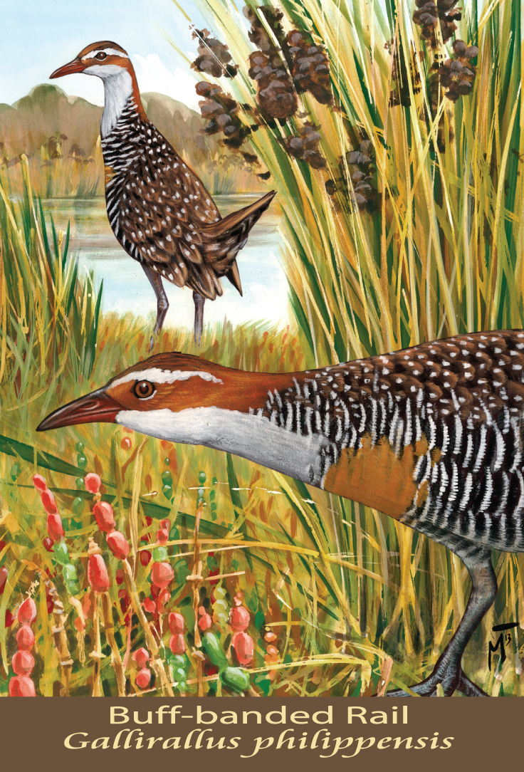 Buff-banded Rail