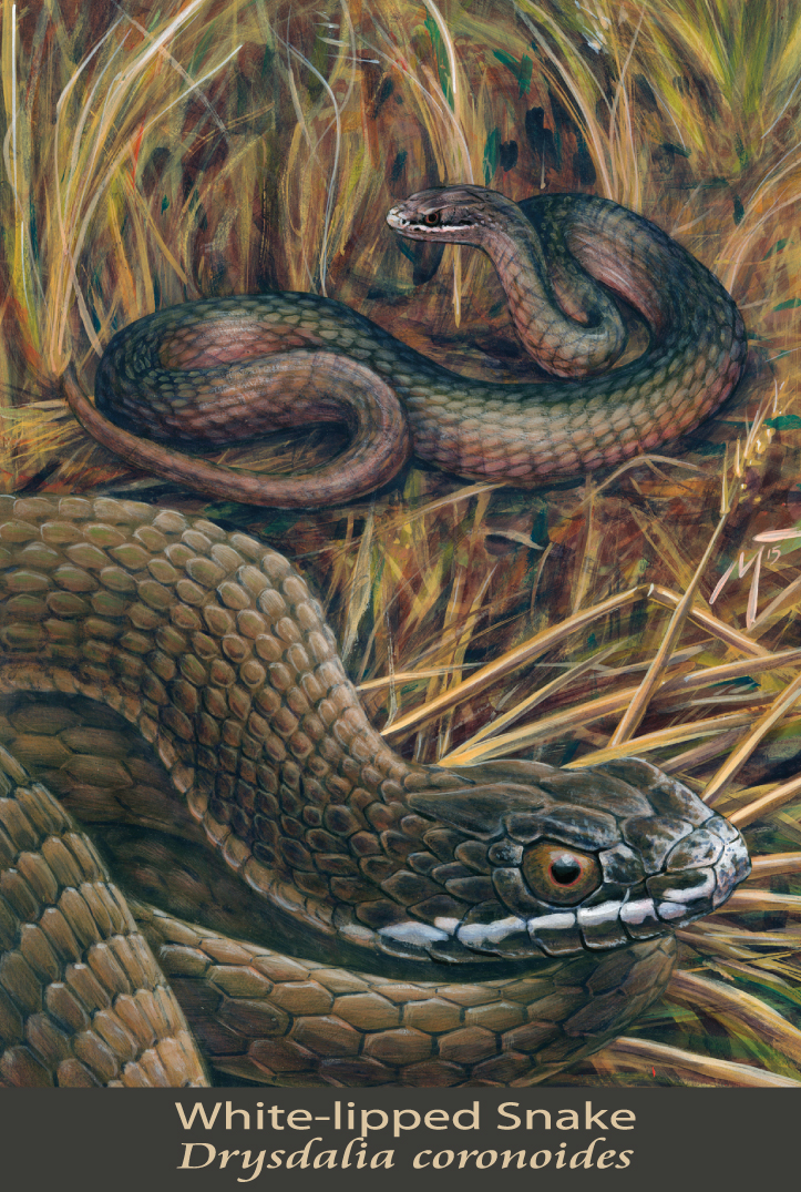 White-lipped Snake