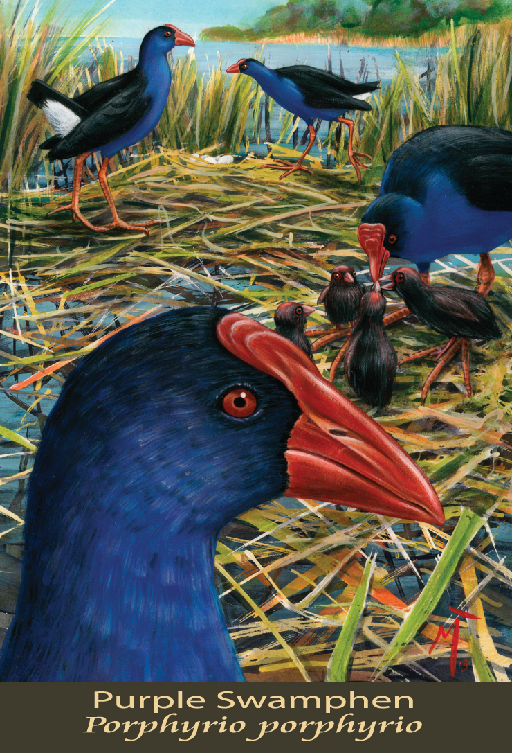 Purple Swamphen