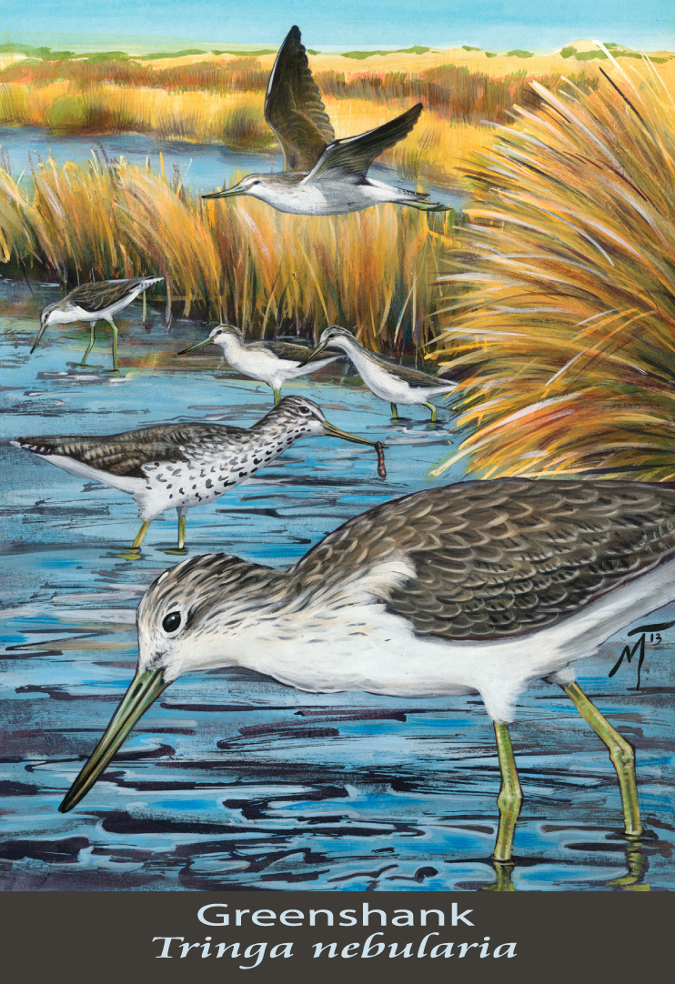 Greenshank