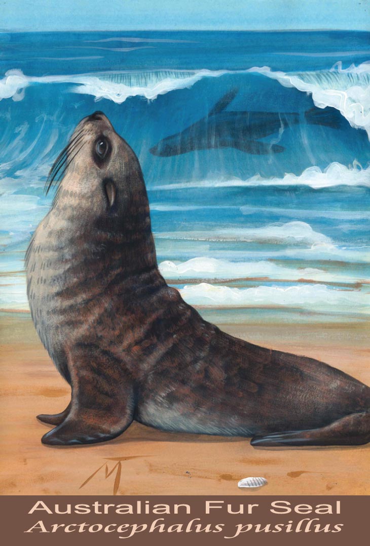 Australian Fur Seal