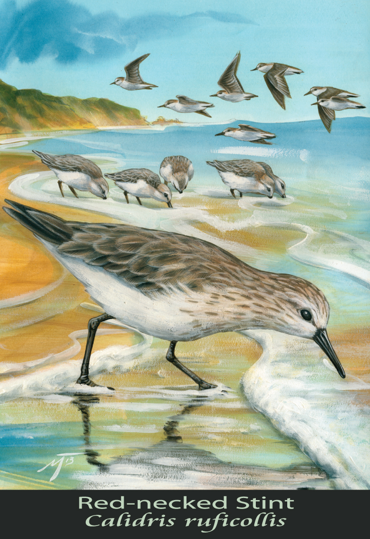 Red-necked Stint