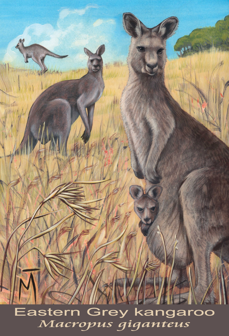 Eastern Grey kangaroo