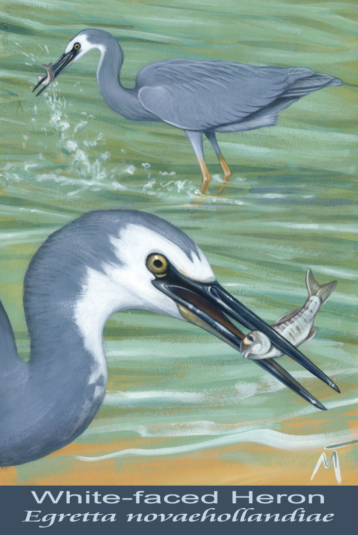 White-faced Heron