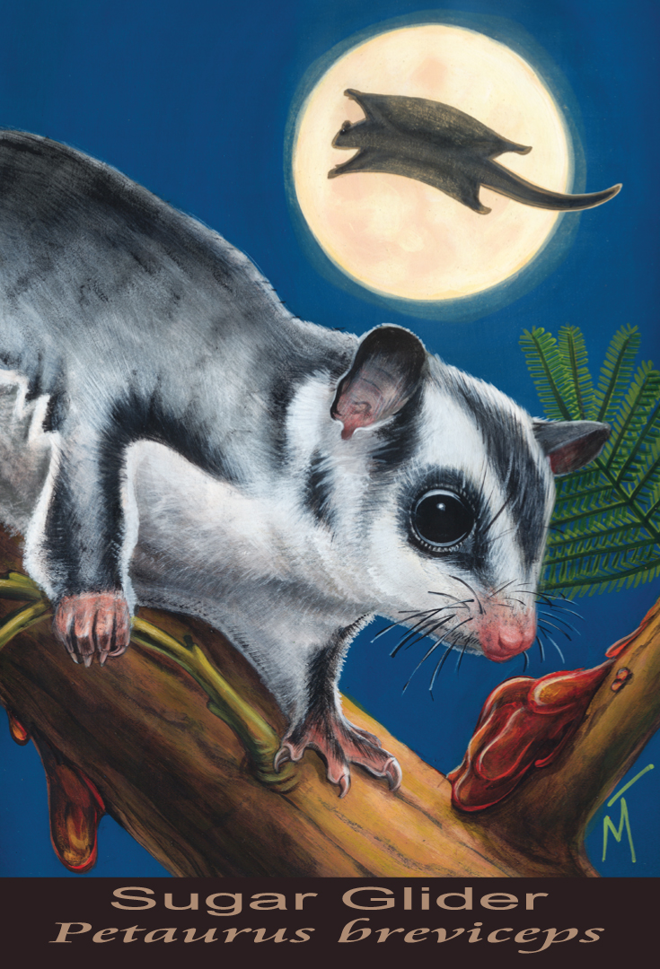 Sugar Glider