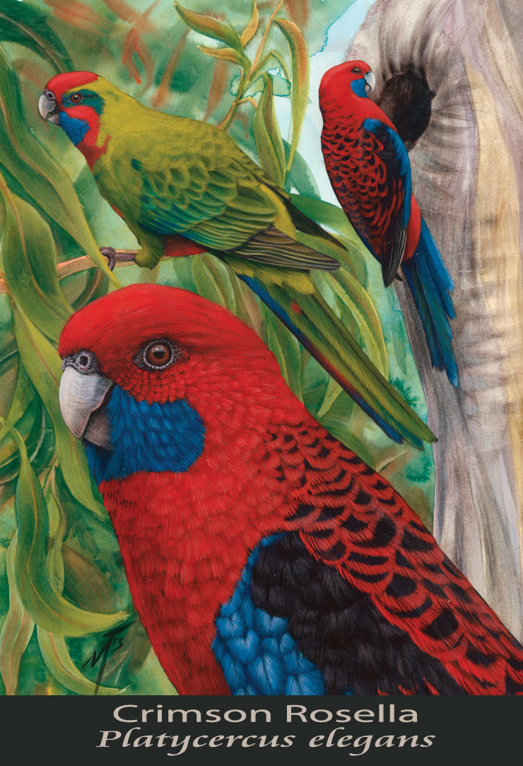 Crimson Rosella