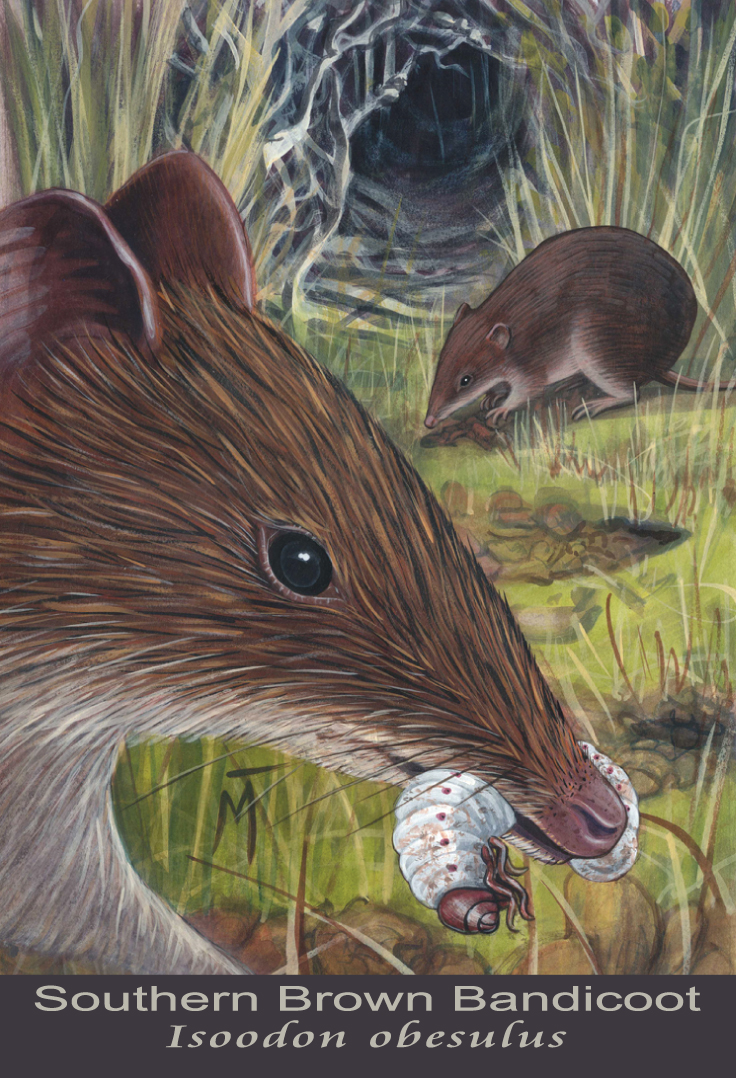 Southern Brown Bandicoot