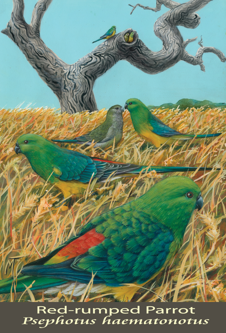 Red-rumped Parrot