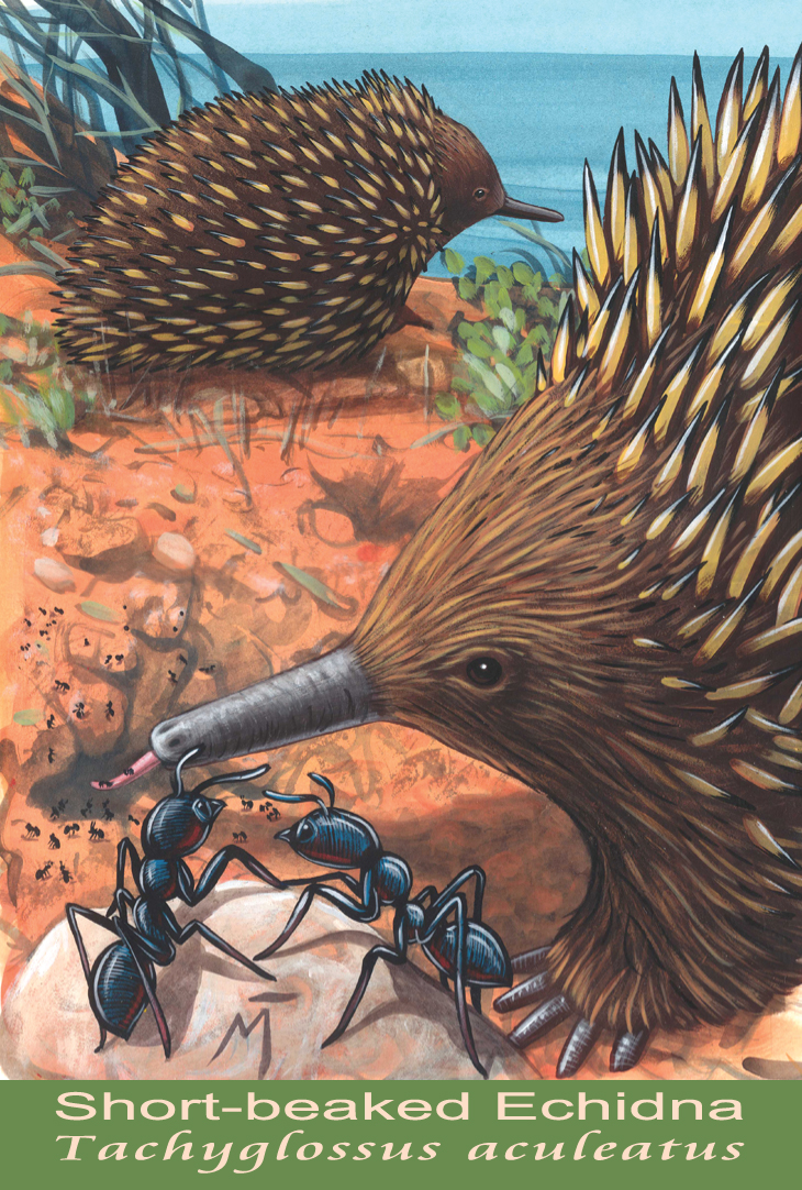 Short-beaked Echidna