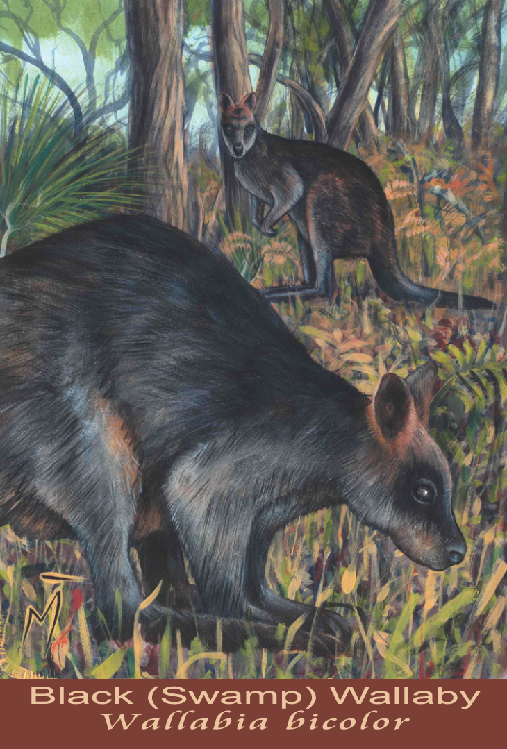 Black (Swamp) Wallaby