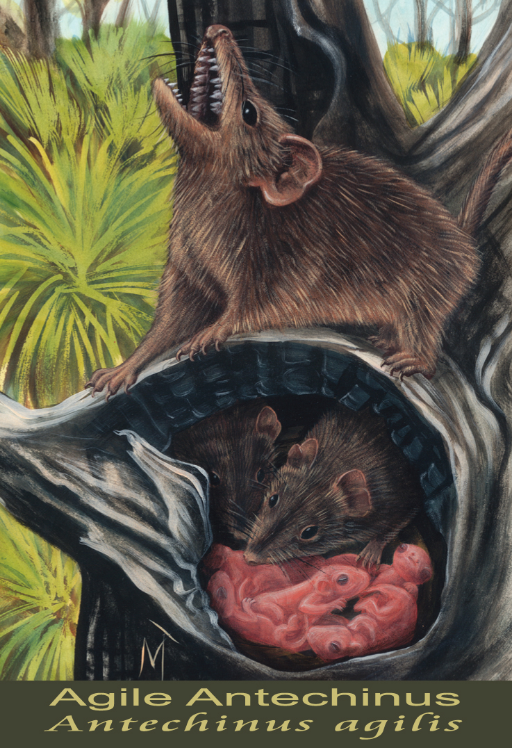 Agile Antechinus