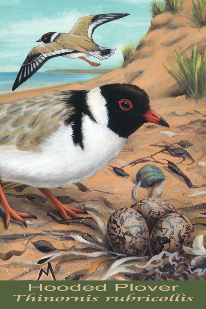 Hooded Plover