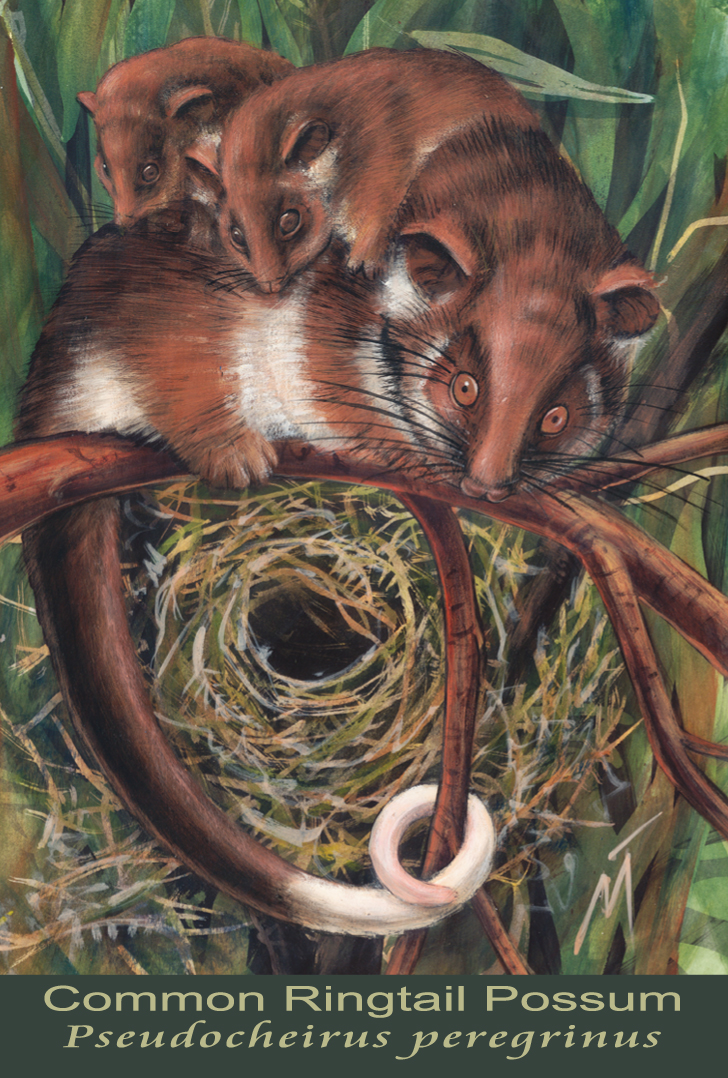 Common Ringtail Possum