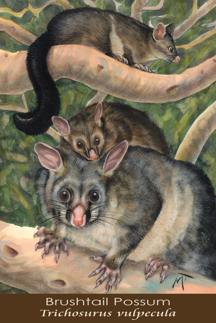 Brushtail Possum