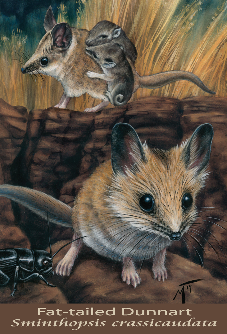 Fat-tailed Dunnart