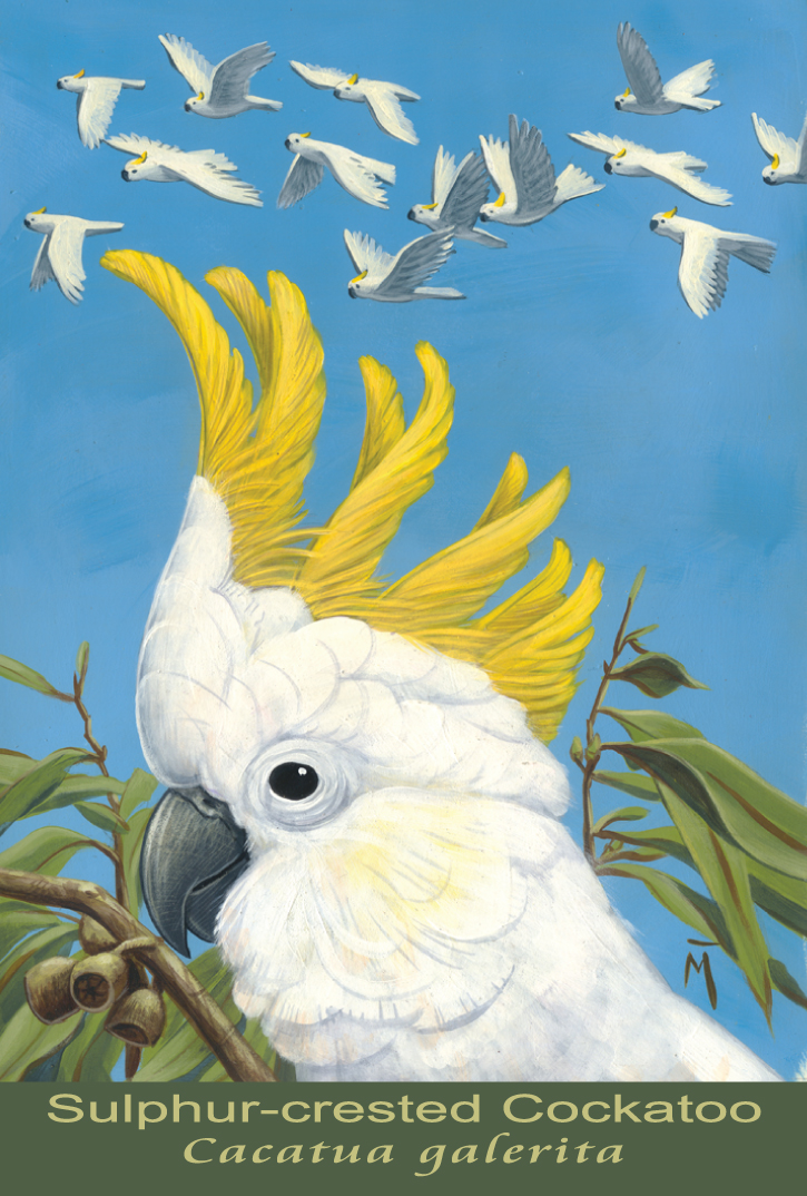 Sulphur-crested Cockatoo