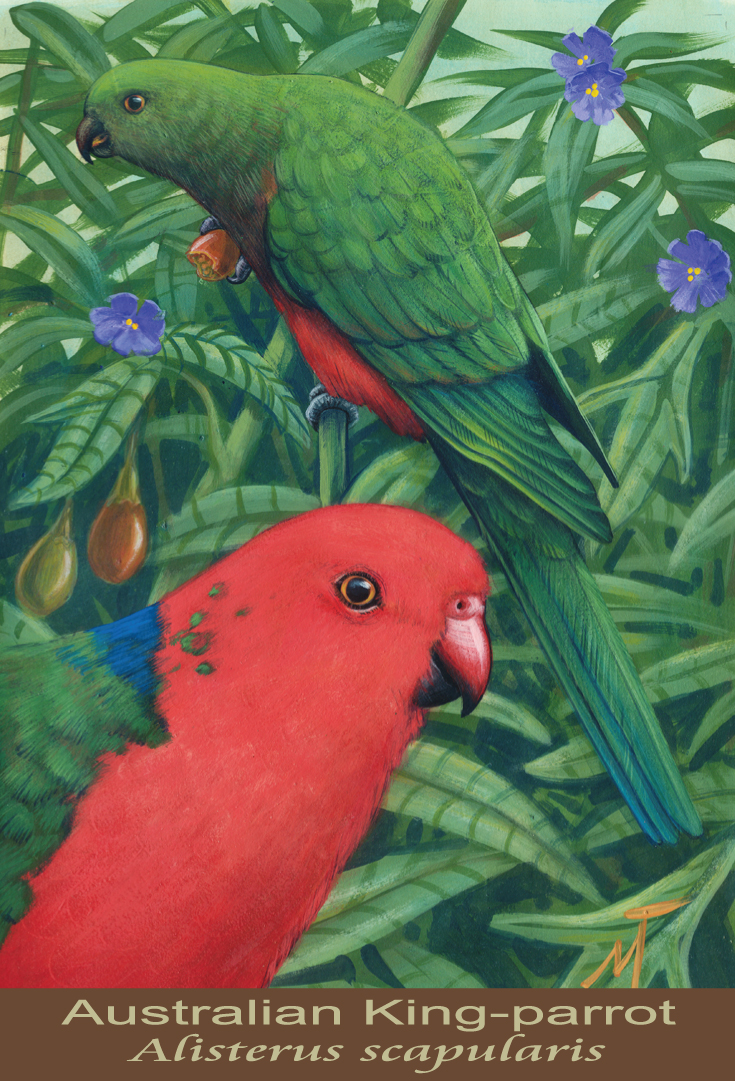 Australian King-parrot