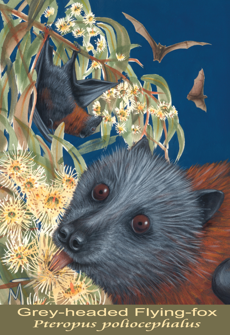 Grey-headed Flying-fox