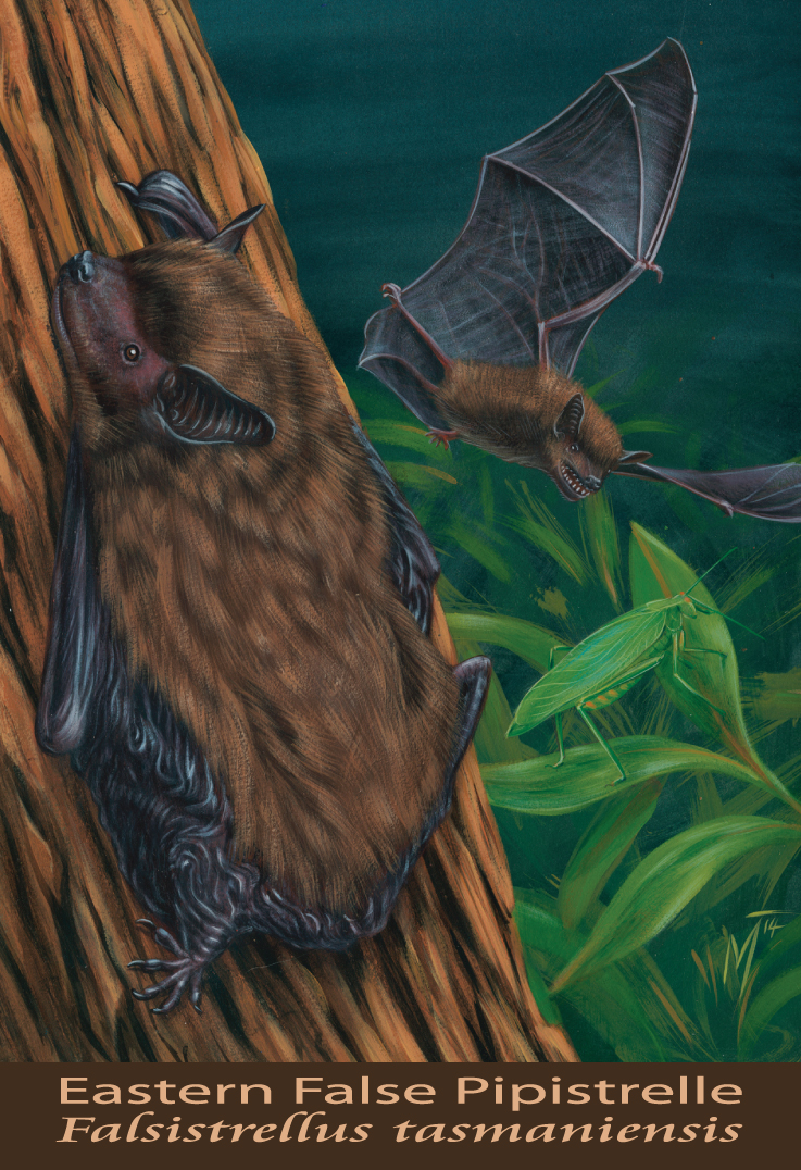 Eastern False Pipistrelle