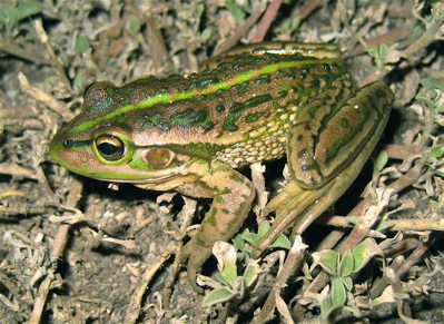 Growling Grass Frog