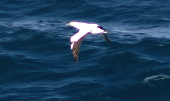 Australasian Gannet