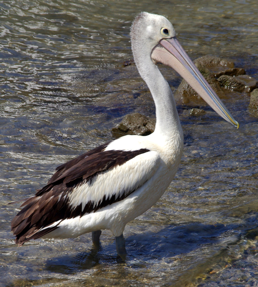 Australian Pelican