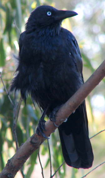 Australian Raven