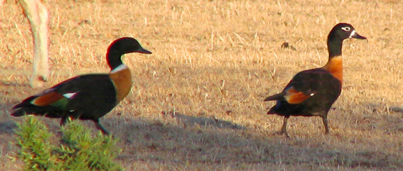 Australian Shelduck