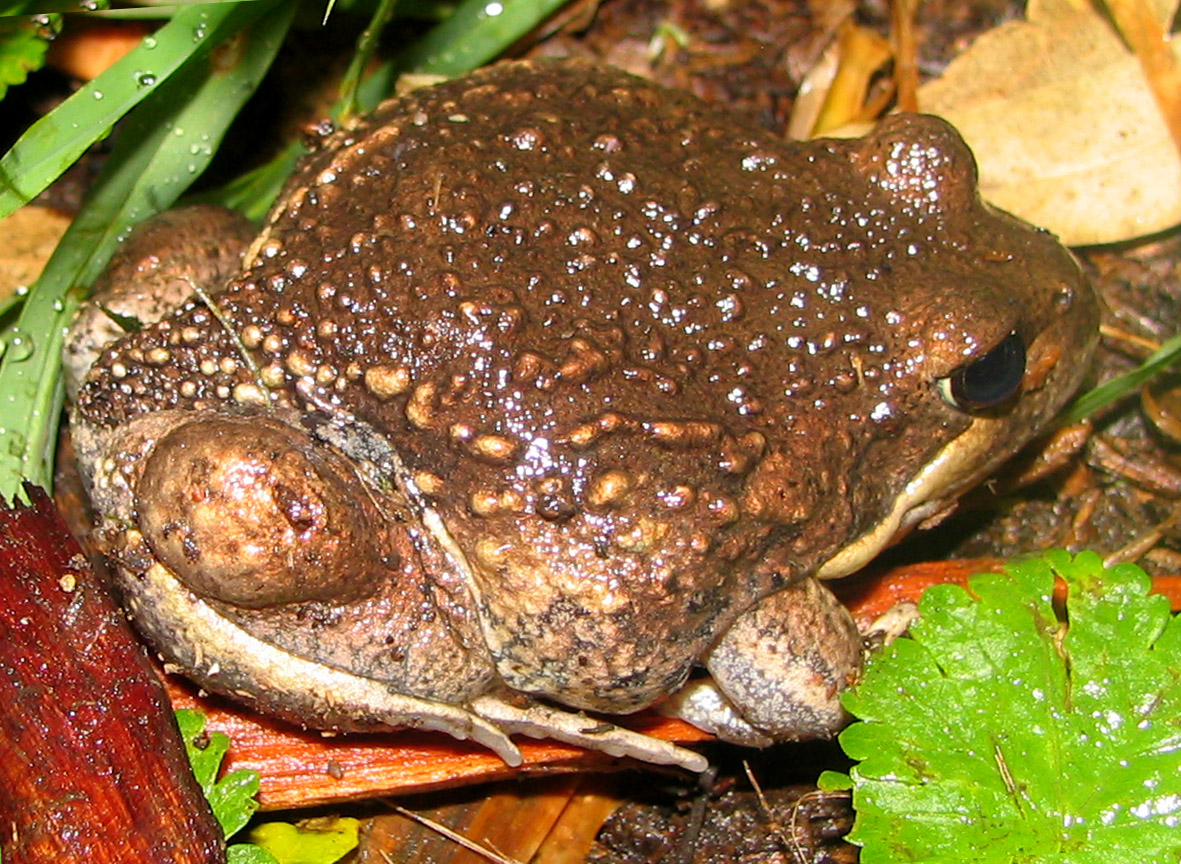 Pobblebonk (Banjo) Frog