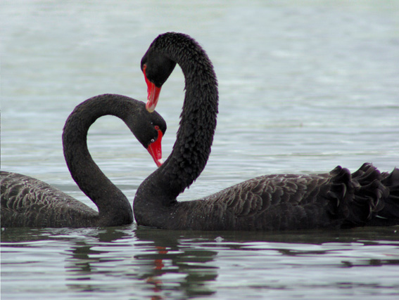 Black Swan