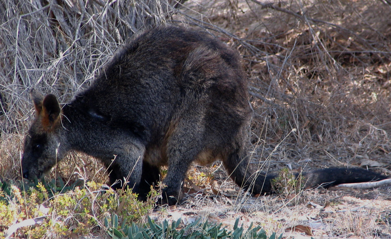 Black (Swamp) Wallaby